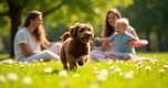 Everything You Need to Know About a Chocolate Goldendoodle